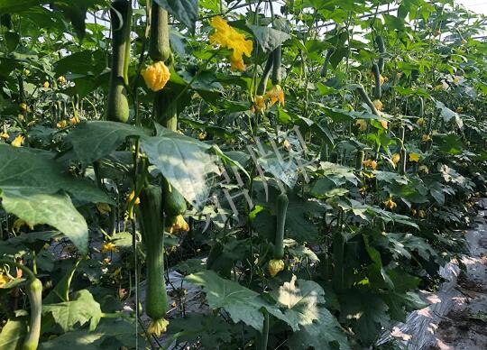 蔬菜種子種植戶客戶點(diǎn)評-種植“優(yōu)比1號”差的用戶，差到什么樣子？