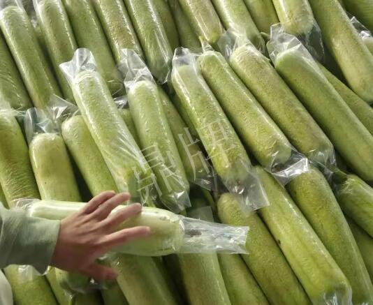 蔬菜種子種植戶客戶點(diǎn)評-這個絲瓜每畝能掙3萬，惠州客戶很滿意！