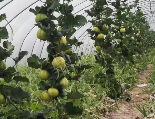 蔬菜種子種植戶客戶點(diǎn)評-我的乖乖，一株坐果15個，6元1斤，好賣得很！