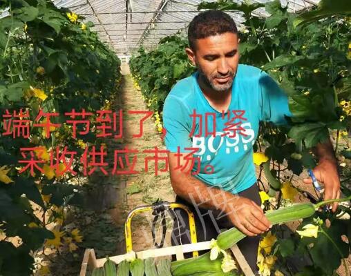 蔬菜種子種植戶客戶點(diǎn)評-羨慕！每公斤24元，“優(yōu)比1號”在法國的表現(xiàn)…