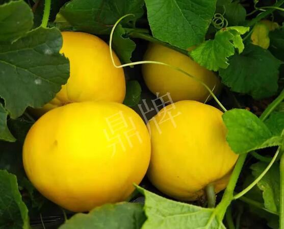 蔬菜種子種植戶客戶點(diǎn)評-純賺50萬，我這個“張大膽”榮光了一把！