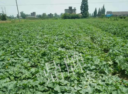 蔬菜種子種植戶客戶點評-今年秋季，什么甜瓜品種表現(xiàn)好？
