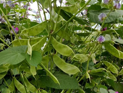 蔬菜種子種植戶客戶點評-一梭梭的，真是結(jié)坨了，“特早春”扁豆市斤批價達到10元