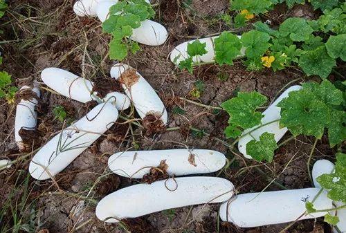 您種植過“堆堆瓜”嗎？看一看，地上全是瓜！一睹芳容