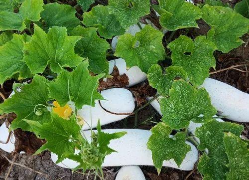 您種植過“堆堆瓜”嗎？看一看，地上全是瓜！一睹芳容