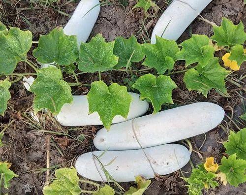 您種植過“堆堆瓜”嗎？看一看，地上全是瓜！一睹芳容