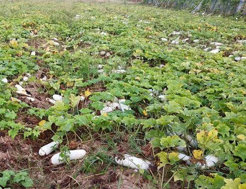 您種植過“堆堆瓜”嗎？看一看，地上全是瓜！一睹芳容