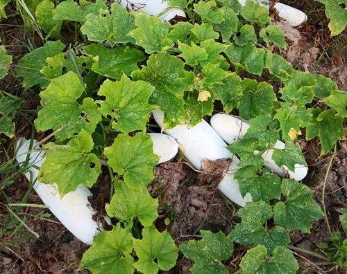 您種植過“堆堆瓜”嗎？看一看，地上全是瓜！一睹芳容