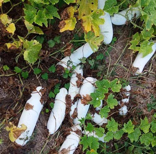 您種植過“堆堆瓜”嗎？看一看，地上全是瓜！一睹芳容
