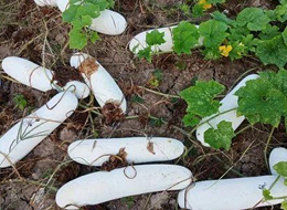 蔬菜種子種植戶客戶點評-您種植過“堆堆瓜”嗎？看一看，地上全是瓜！一睹芳容！
