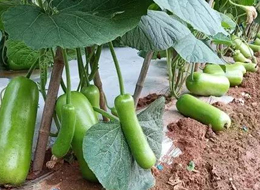 蔬菜種子種植戶客戶點評-浙江菜農(nóng)種植的鼎牌瓠瓜喜獲豐收，又賣上了好價錢!