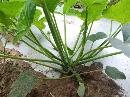 菜農(nóng)種植無需噴農(nóng)藥的蔬菜，不僅栽培簡(jiǎn)單、而且效益高