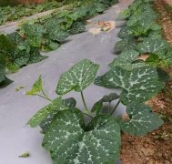 蔬菜種子種植戶客戶點評-無需噴農(nóng)藥的蔬菜，栽培簡單、效益高！