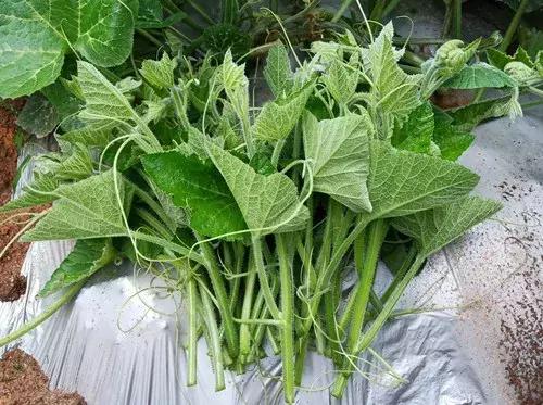 菜農(nóng)種植無需噴農(nóng)藥的蔬菜，不僅栽培簡(jiǎn)單、而且效益高