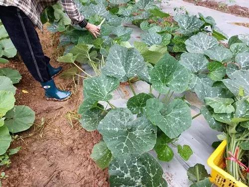 菜農(nóng)種植無需噴農(nóng)藥的蔬菜，不僅栽培簡(jiǎn)單、而且效益高