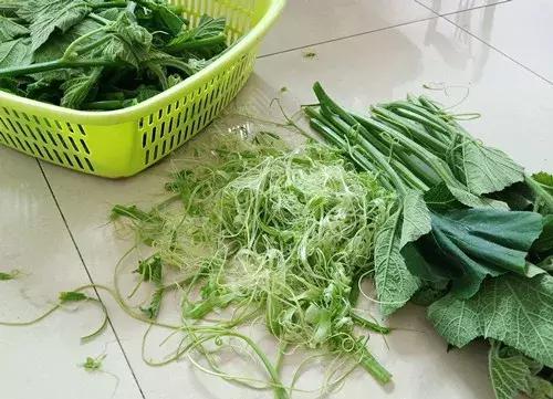 菜農(nóng)種植無需噴農(nóng)藥的蔬菜，不僅栽培簡(jiǎn)單、而且效益高