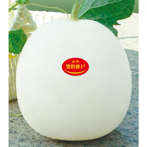 薄皮甜瓜，哪個品種最好呢？畝產(chǎn)高達(dá)10萬，附4種市場爆款品種