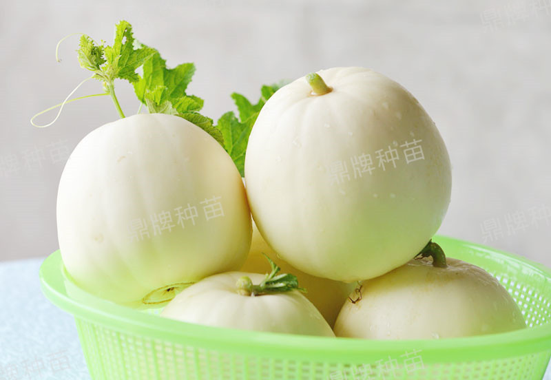 就這4個薄皮甜瓜，畝產(chǎn)萬斤很輕松，瓜果菜農(nóng)搶著種植