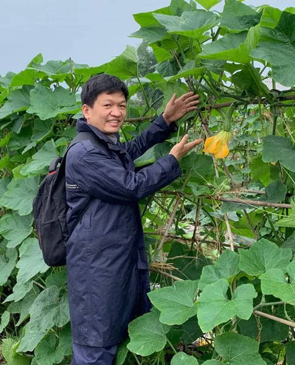 3元1斤的健美蜜本南瓜快成熟了，緬甸種植戶發(fā)來圖片與視頻
