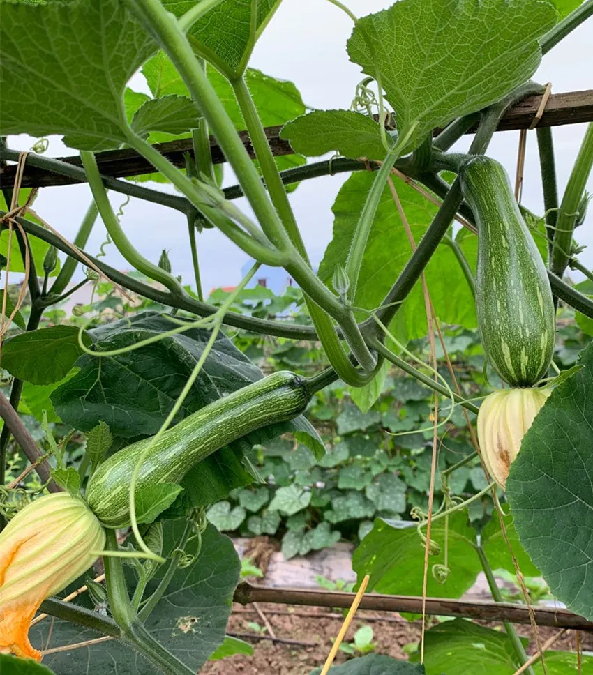 3元1斤的健美蜜本南瓜快成熟了，緬甸種植戶發(fā)來圖片與視頻