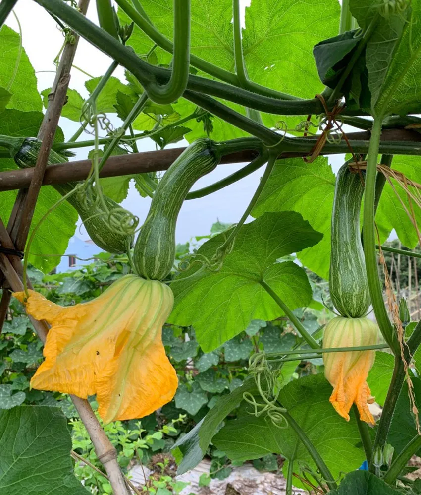 3元1斤的健美蜜本南瓜快成熟了，緬甸種植戶發(fā)來圖片與視頻