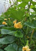 蔬菜種子種植戶客戶點評-在大棚內(nèi)栽培“健美蜜本”南瓜，怎么樣？看菜農(nóng)石昌斌發(fā)來的圖片