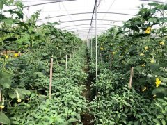 蔬菜種子種植戶客戶點評-這個品種，結(jié)瓜太夸張了！太恐怖了！