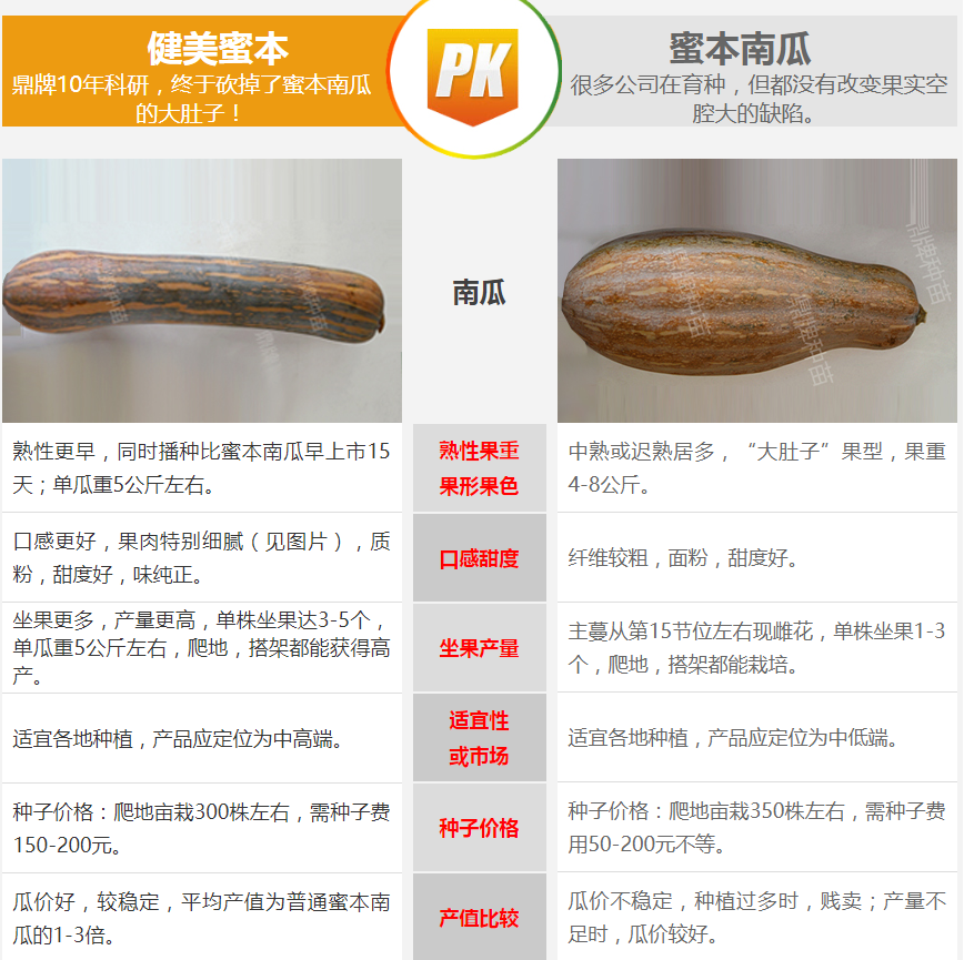 生吃都好吃南瓜新品種，沒有大肚子，肉質(zhì)更密致，農(nóng)戶試種下
