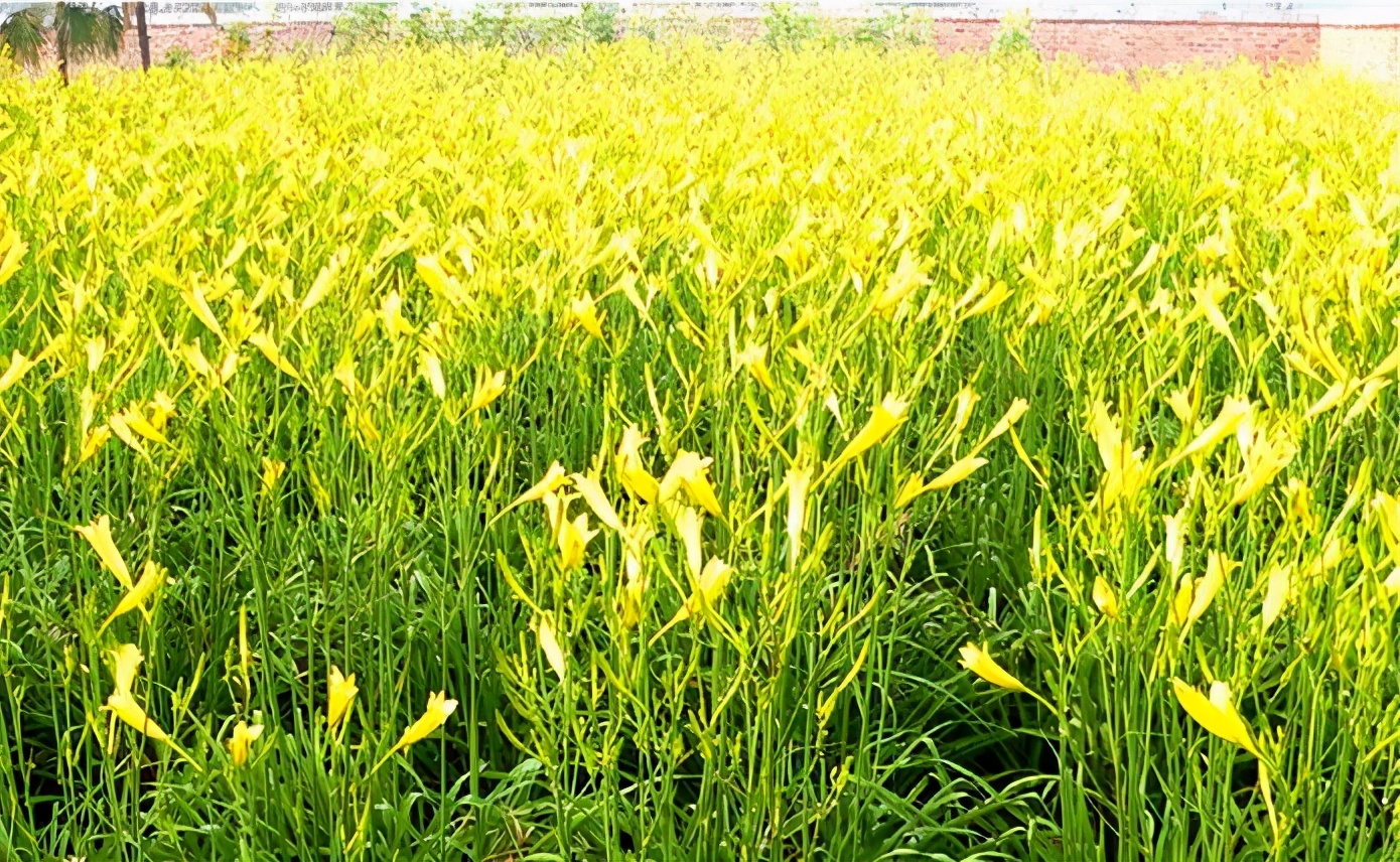 一斤接近20塊，原來它才是最火的國民蔬菜！全國都適種
