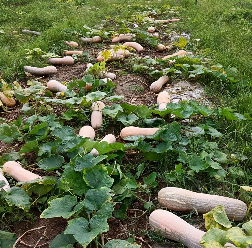一位轉(zhuǎn)業(yè)后的特種兵，辦農(nóng)場種瓜菜，靠1個優(yōu)點，年賺200萬