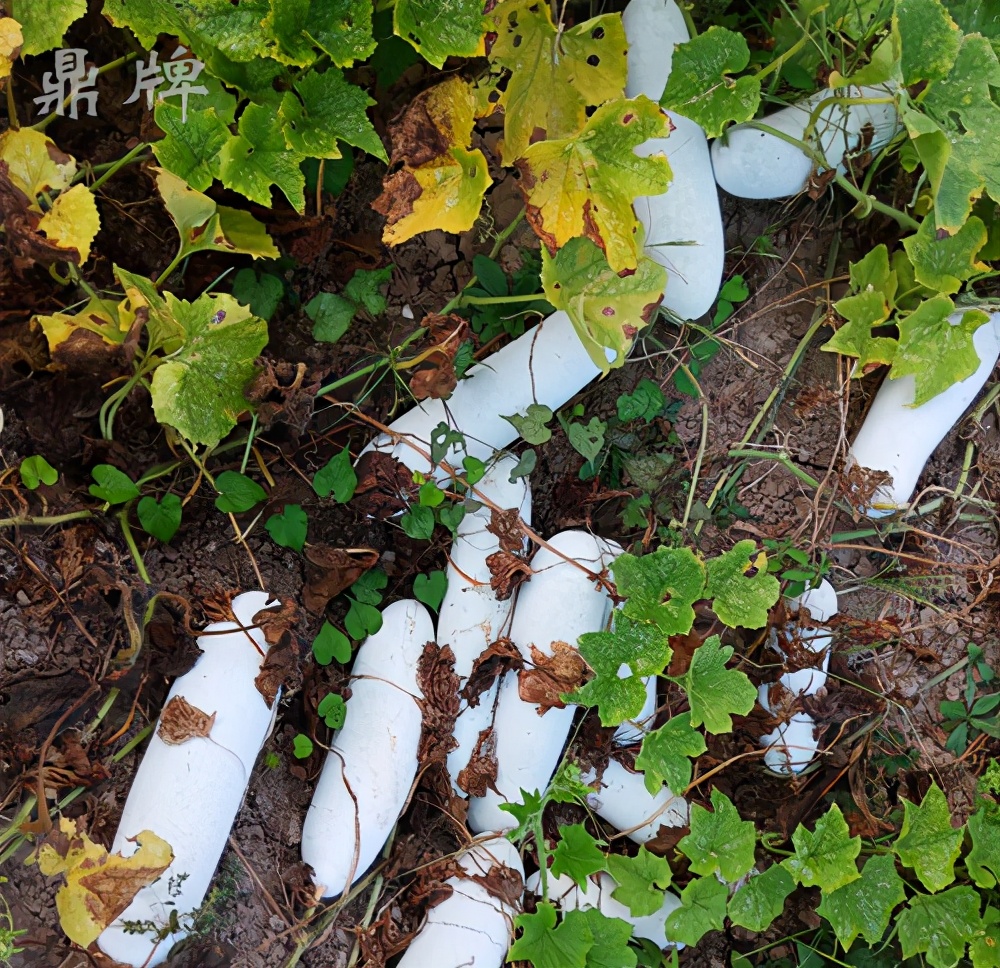 畝產(chǎn)值可達(dá)3萬元的冬瓜終上市，21年科研沉淀成就它