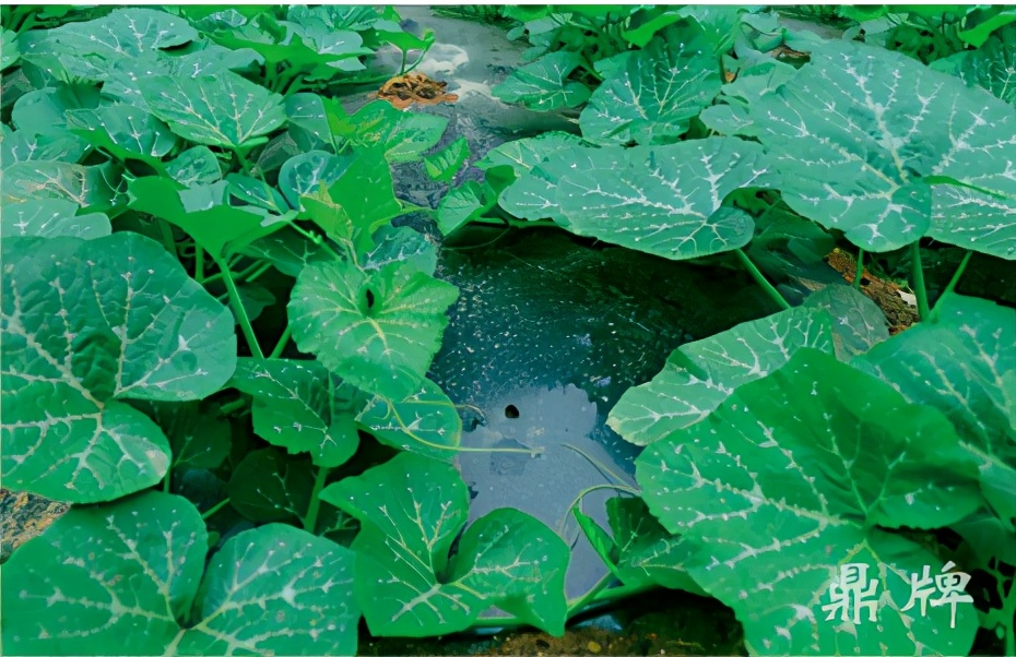 種這種綠葉菜，栽培輕松，畝產(chǎn)值過(guò)萬(wàn)元，菜農(nóng)表示很劃算