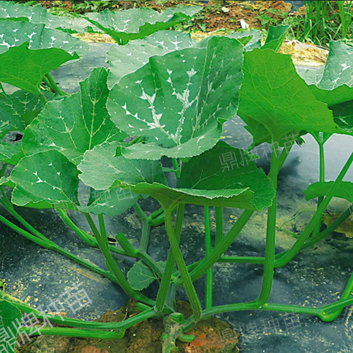 種這種綠葉菜，栽培輕松，畝產(chǎn)值過(guò)萬(wàn)元，菜農(nóng)表示很劃算