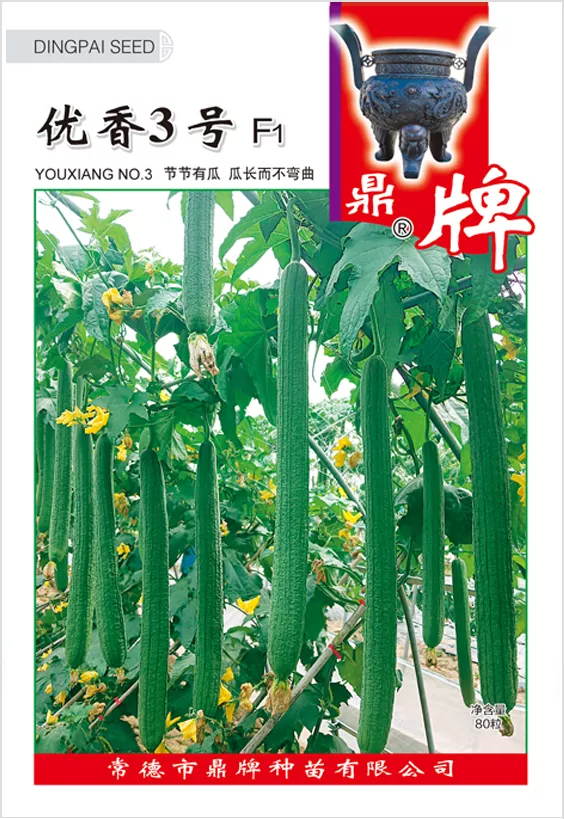 它是絲瓜種植戶的新選擇，節(jié)節(jié)有瓜，瓜長而不彎曲