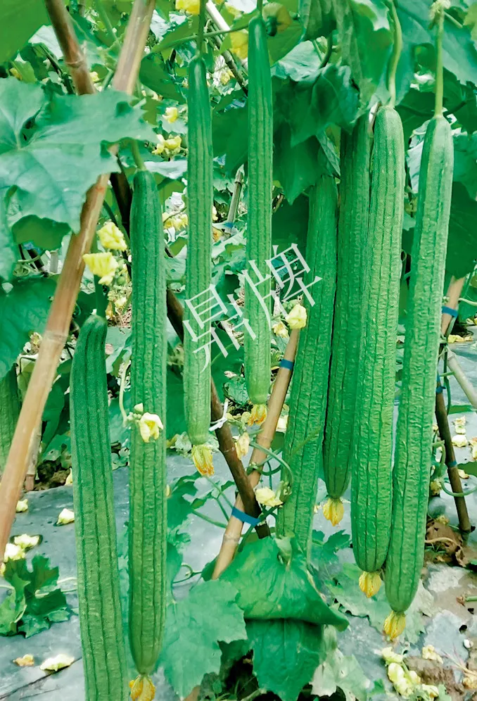 它是絲瓜種植戶的新選擇，節(jié)節(jié)有瓜，瓜長而不彎曲