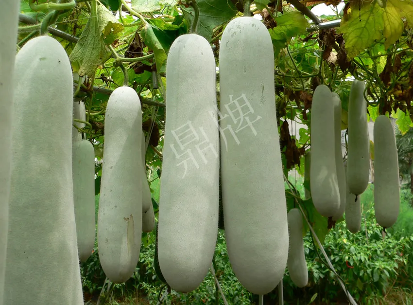 這個(gè)品種太優(yōu)秀了！耐儲(chǔ)耐運(yùn)，適合大面積種植，菜農(nóng)瓜販都喜歡