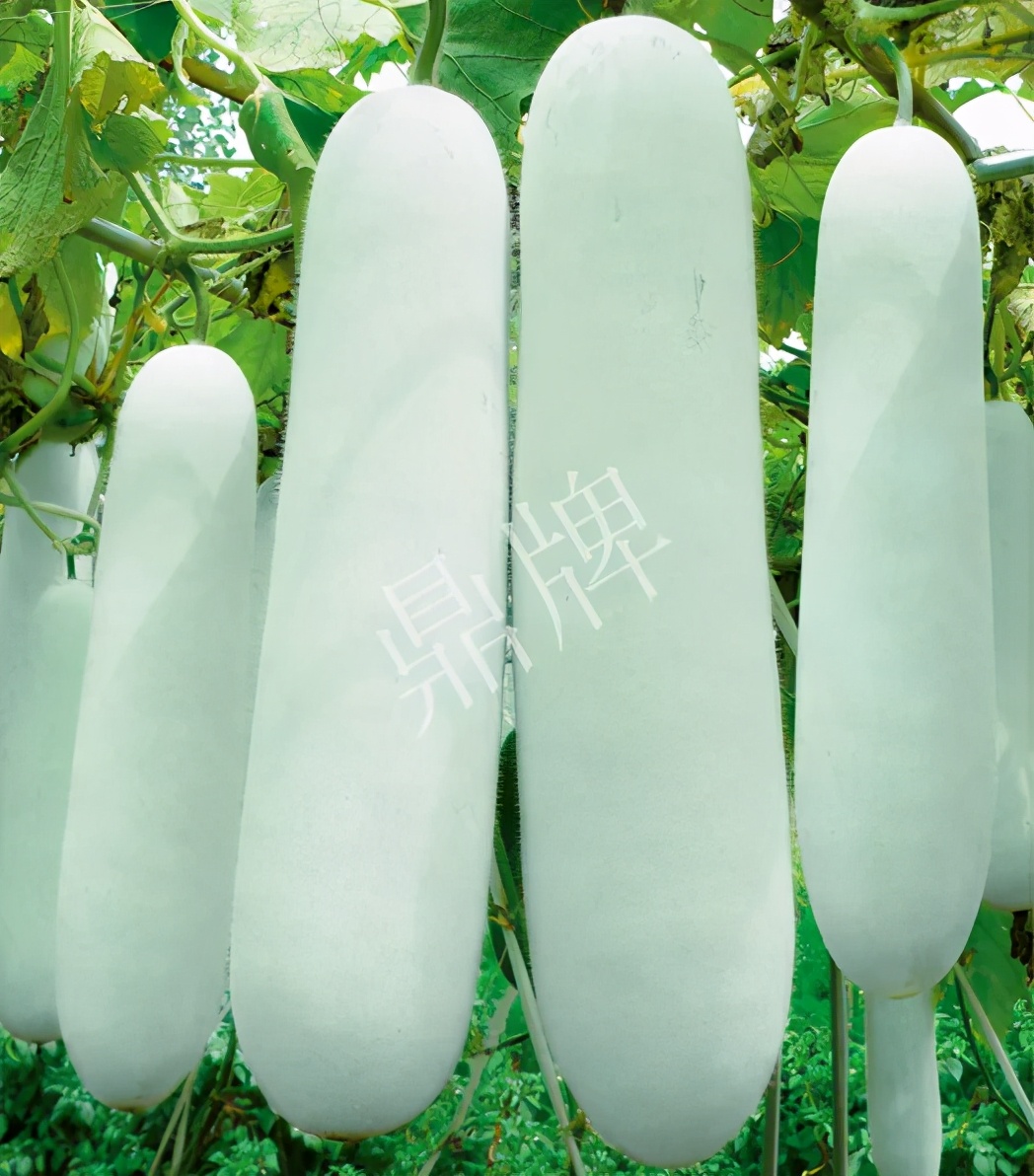 這個(gè)品種太優(yōu)秀了！耐儲(chǔ)耐運(yùn)，適合大面積種植，菜農(nóng)瓜販都喜歡