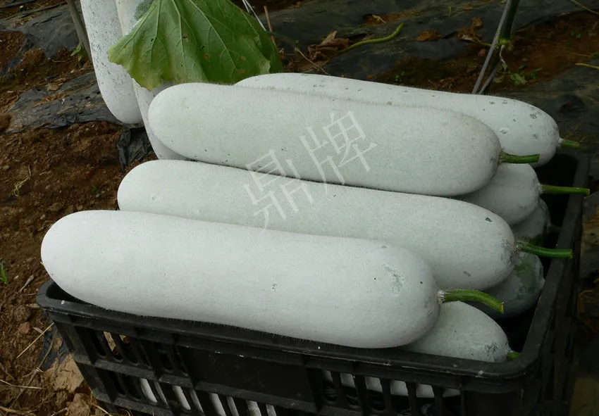 這個(gè)品種太優(yōu)秀了！耐儲(chǔ)耐運(yùn)，適合大面積種植，菜農(nóng)瓜販都喜歡