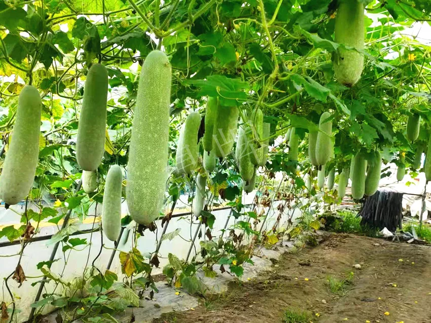 什么品種的冬瓜按個買？價格是同期黑皮冬瓜五倍