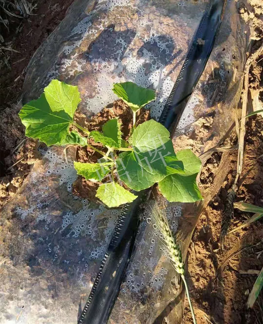 河南焦作的李向林今年種植甜瓜新品種，客戶直接拉貨走人