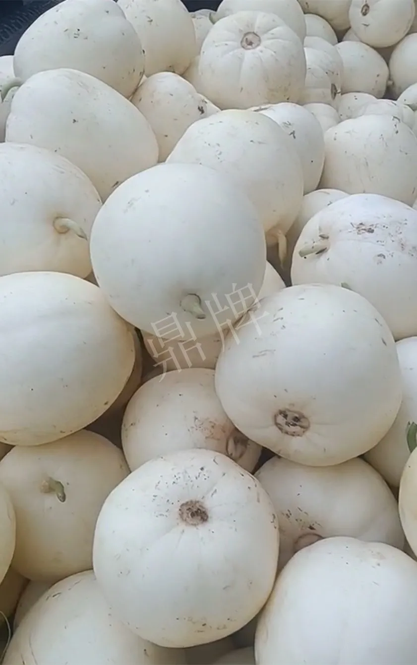 河南焦作的李向林今年種植甜瓜新品種，客戶直接拉貨走人