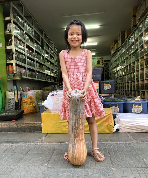 四川農(nóng)戶今年種“健美蜜本”南瓜產(chǎn)量高，品質(zhì)好，感覺巴適得很