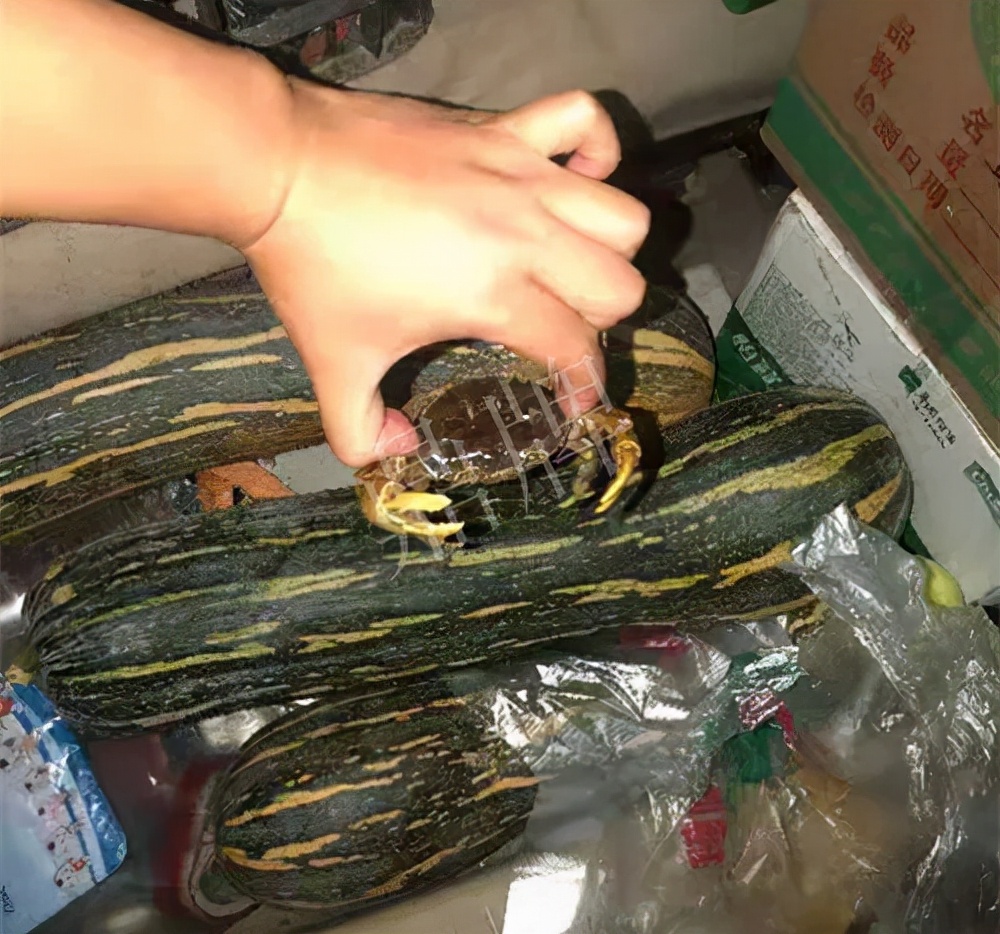 四川農(nóng)戶今年種“健美蜜本”南瓜產(chǎn)量高，品質(zhì)好，感覺巴適得很
