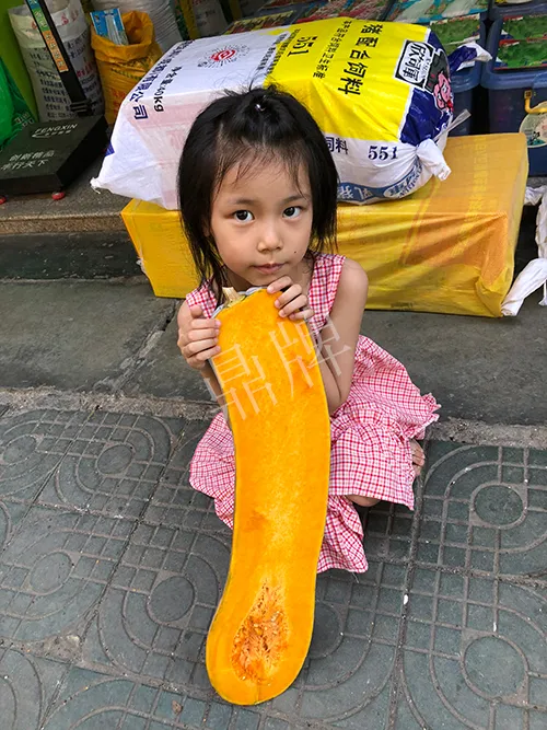 四川農(nóng)戶今年種“健美蜜本”南瓜產(chǎn)量高，品質(zhì)好，感覺巴適得很