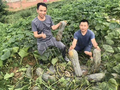 四川農(nóng)戶今年種“健美蜜本”南瓜產(chǎn)量高，品質(zhì)好，感覺巴適得很