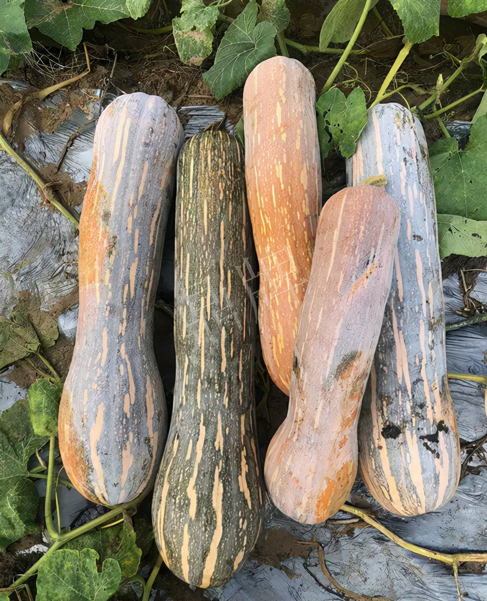 四川農(nóng)戶今年種“健美蜜本”南瓜產(chǎn)量高，品質(zhì)好，感覺巴適得很