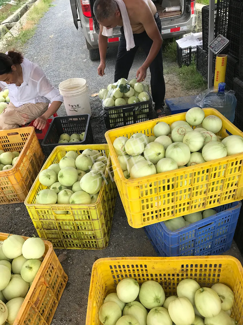 郴州農(nóng)戶種植新品種，果實(shí)又香又甜，很好賣