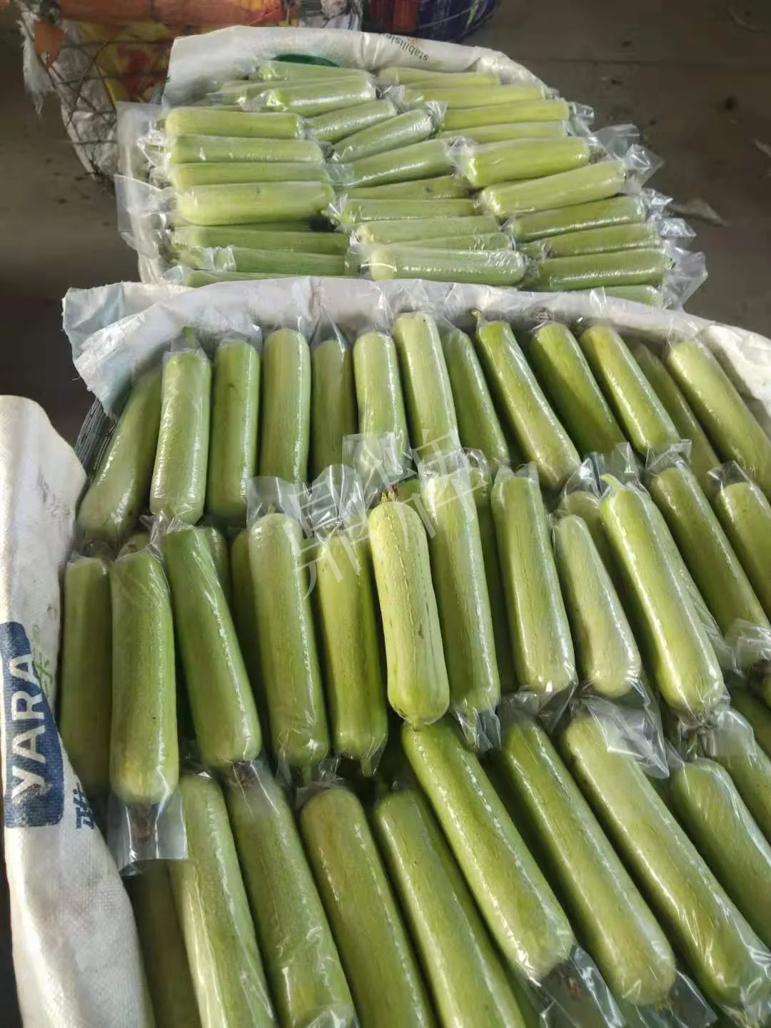 這個絲瓜每畝能掙3萬，沒種植的農戶后悔得拍大腿
