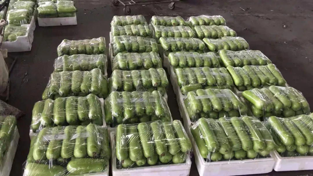 這個品種上市早，價格好！我連續(xù)種了三年，滿意