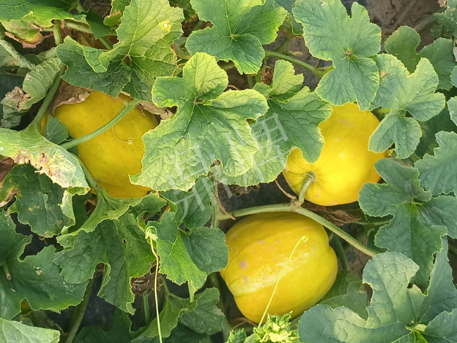 蔬菜種子種植戶客戶點(diǎn)評(píng)-種它！種它！高溫季節(jié)就種它！